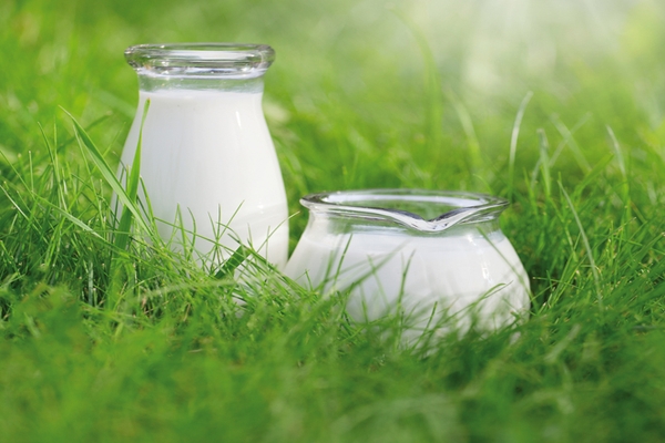Dairy Milk Grass